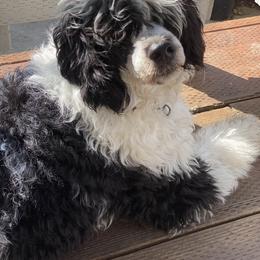 Portuguese Water Dog puppies from Farallon PWDs