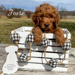 Goldendoodle and Labradoodle Puppies from Must Love Doodles