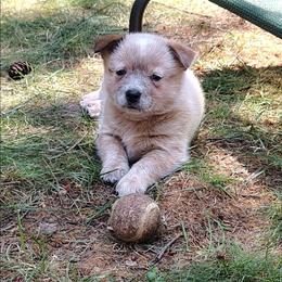 Girl 3 - Red speckled female Australian Cattle Dog puppy in Rogue River, Oregon from FullMoon Cattle Dogs