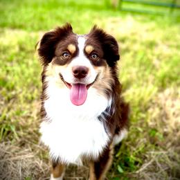 Miniature Australian Shepherd All Grown Up from Sunset Acres Mini Aussies