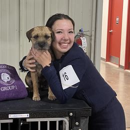 Border Terriers and Jack Russell Terriers from Cedar Run Kennels