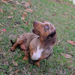 Maple - Dachshund