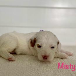 Misty - Parti female Goldendoodle puppy in Stanford, Kentucky from Holloway Goldendoodles