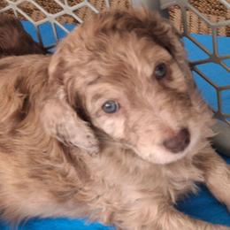 Winston - Brown merle male Aussiedoodle puppy in Grand Saline, Texas from Aussies Acre