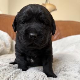 Blackberry - Black female Labrador Retriever puppy in Canton, Georgia from Dukes Retirevers