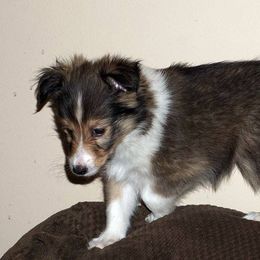 Rottweiler and Shetland Sheepdog Puppies from Mountain High Kennels