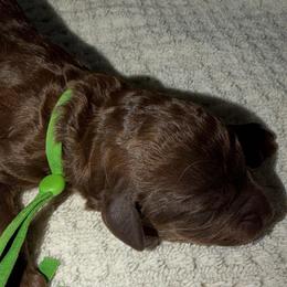 Green - Chocolate male Goldendoodle puppy in Arlington, Texas from Chambers Doodle Patch