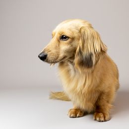 Bark - Dachshund