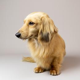 Bark - Dachshund