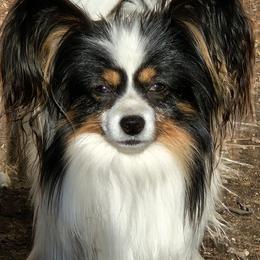 Jordan - Papillon