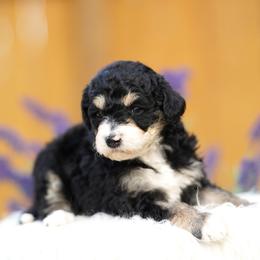 Maisy - Tri-color female Bernedoodle puppy in Spokane, Washington from Lilac City Doodles