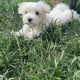 Beauty and the Beasts Gaston - White male Maltese puppy in Liverpool, Pennsylvania from Miracles With Paws