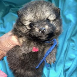 Boy 5 - Orange parti Pomeranian puppy in Somerset, Kentucky from Perez Pomeranians