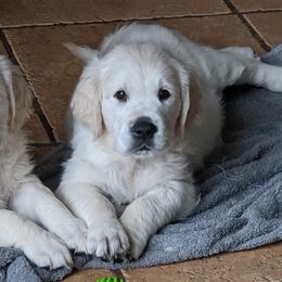 Golden Retrievers from Snow Angel Retrievers