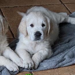 Golden Retrievers from Snow Angel Retrievers
