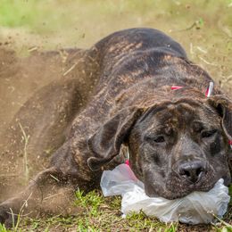 Boerboel All Grown Up from Romboel Farm Dogs
