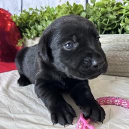 Pink - Black female Labrador Retriever puppy in Newton Grove, North Carolina from Wayalife Labradors & Gsp’s