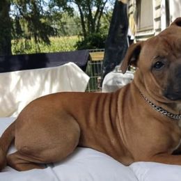 Staffordshire Bull Terriers from Sherry's Staffordshire Bull Terriers