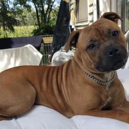 Staffordshire Bull Terriers from Sherry's Staffordshire Bull Terriers