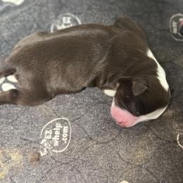 Nami - Red tri female Miniature Australian Shepherd puppy in Asheboro, North Carolina from Stellar Aussies