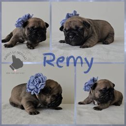 Remy - Fawn female French Bulldog puppy in Utah from Perfect Fit Frenchies