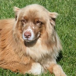 Australian Shepherd puppies from Walnut Ridge Farms Aussies