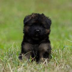 Tourmaline - Black and red female German Shepherd puppy in Windsor, South Carolina from Sinister Shepherds