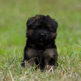 Tourmaline - Black and red female German Shepherd puppy in Windsor, South Carolina from Sinister Shepherds