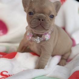 Coralie - Fawn and white female French Bulldog puppy in Hemet, California from Bowman Pups
