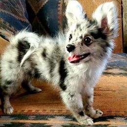 Companion Cross, Papillon, and Pomeranian Puppies from Lovely Ladies and Little Asses Miniature Equines (L3A Pomeranians & Papillons)