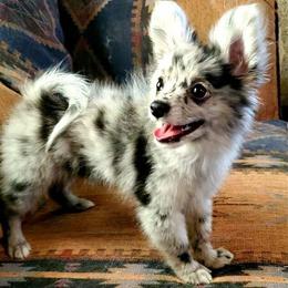 Companion Cross, Papillon, and Pomeranian Puppies from Lovely Ladies and Little Asses Miniature Equines (L3A Pomeranians & Papillons)