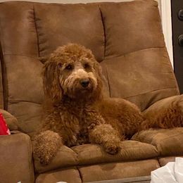 Marley - Goldendoodle