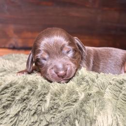 Clover - Chocolate and tan male Dachshund puppy in Washburn, Tennessee from Clinch Mountain Dachshunds