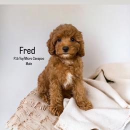 Bernedoodle, Cavapoo, Goldendoodle, and Poodle Puppies from Gypsi Doodles & Poodles