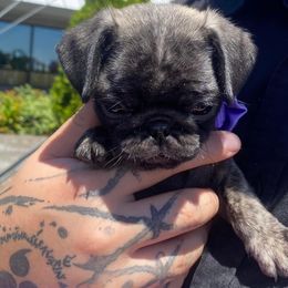 Pug Puppies from Cupid’s Pugs