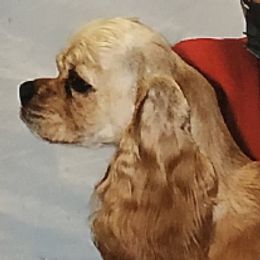 Goldie - Cocker Spaniel