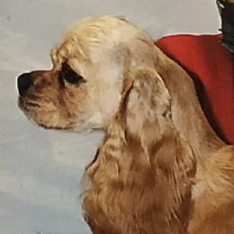 Goldie - Cocker Spaniel