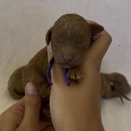 Peach - Red female Assorted Doodle Crosses puppy in Yuba City, California from Lucky Day Doodles