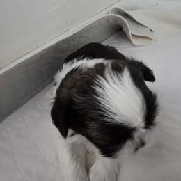 Finnley - Brindle and white male Shih Tzu puppy in Buffalo, New York from Shih Tzu's by Jen