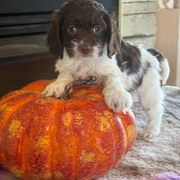 Carajillo - Brown and white female Cockapoo puppy in Holton, Indiana from MoonShine Babies / OZ