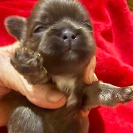 Auden - Liver male Shih Tzu puppy in Corpus Christi, Texas from Pam Crump Shih Tzu
