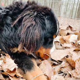Chief - Bernese Mountain Dog
