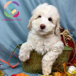 Hushpuppy - Caramel cream male Labradoodle puppy in Bowman, Georgia from Companion Creek Farm