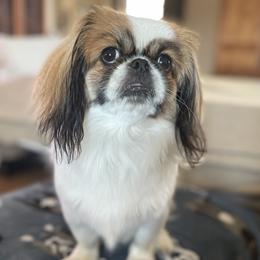 Pekingese from Mammy's Pekingese