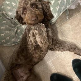 Cockapoo and Poodle Puppies from FurEver Young Kennels