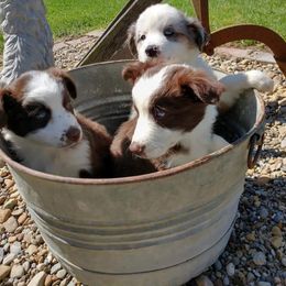 Australian Shepherd Puppies from Copeland's Kennels