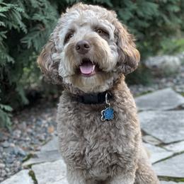Bauer - Goldendoodle