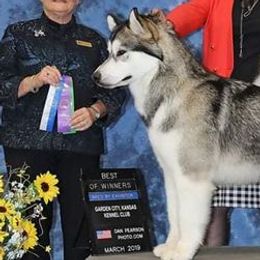 Alaskan Malamutes from WhiteHawk Alaskan Malamutes