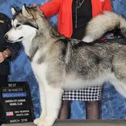 Alaskan Malamutes from WhiteHawk Alaskan Malamutes