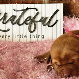 Labrador Retriever Puppies from Abundance Labradors